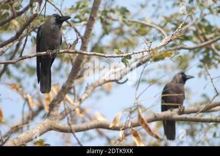 Haus Krähen Corvus splendens auf einem Baum. Keoladeo Ghana National Park. Bharatpur. Rajasthan. Indien. Stockfoto