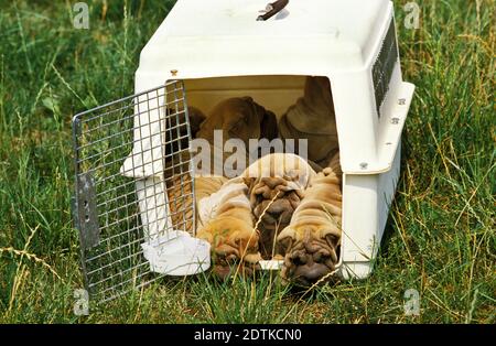 Shar-Pei Hunde, Welpen in einem Travel-Zwinger Stockfoto