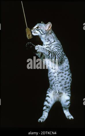 Egyptian Mau Domestic Cat, stehend auf Hinterbeinen, spielt gegen schwarzen Hintergrund Stockfoto