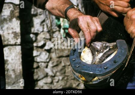 Schmied Schlagen Nagel in neu angepassten Pferde Schuh Stockfoto