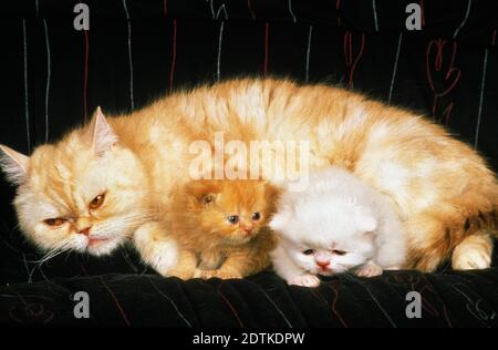 Exotisch Kurzhaar-Hauskatze, Mutter und Kätzchen Stockfoto