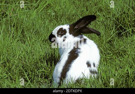 Französisch Hauskaninchen genannt Geant Papillon Francais Stockfoto