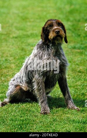 Korthal Hund oder Wire-Haired Griffon auf Rasen sitzen Stockfoto