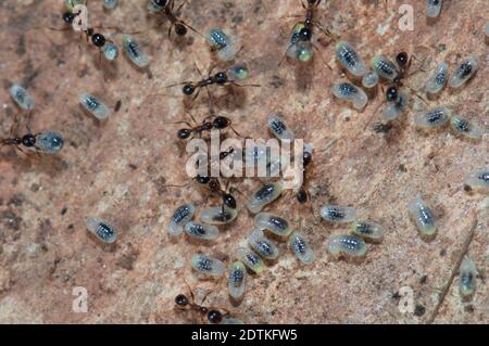 Ameisen, die Larven auf dem Boden auffressen. Keoladeo Ghana National Park. Bharatpur. Rajasthan. Indien. Stockfoto