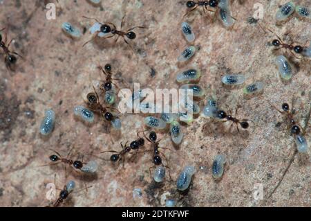 Ameisen, die Eier und Larven pfeifern. Keoladeo Ghana National Park. Bharatpur. Rajasthan. Indien. Stockfoto