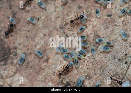 Ameisen, die Eier und Larven pfeifern. Keoladeo Ghana National Park. Bharatpur. Rajasthan. Indien. Stockfoto