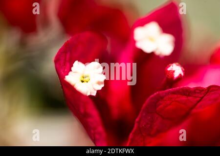 Makro-Fotografie von roten Bougainvillea Blume Stockfoto