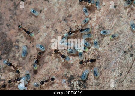 Ameisen, die Eier und Larven pfeifern. Keoladeo Ghana National Park. Bharatpur. Rajasthan. Indien. Stockfoto