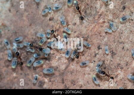 Ameisen, die Eier und Larven pfeifern. Keoladeo Ghana National Park. Bharatpur. Rajasthan. Indien. Stockfoto