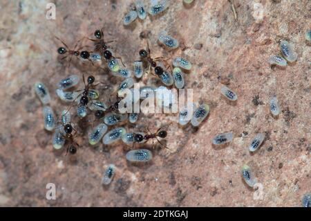 Ameisen, die Eier und Larven pfeifern. Keoladeo Ghana National Park. Bharatpur. Rajasthan. Indien. Stockfoto