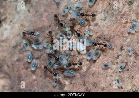 Ameisen, die Eier und Larven pfeifern. Keoladeo Ghana National Park. Bharatpur. Rajasthan. Indien. Stockfoto