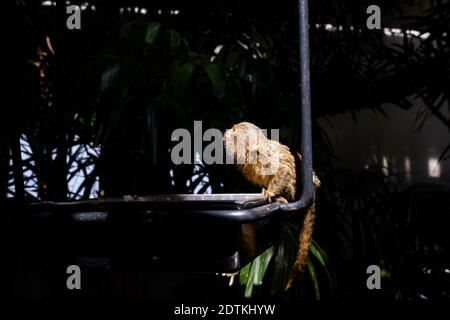 Park Zoologic Artis in Amsterdam. Amsterdam die 2019-07-21. Artis Zoo à Amsterdam. Amsterdam le 2019-07-21. Stockfoto