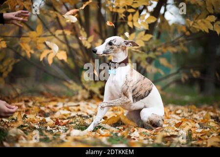 Weiß und beige Tiger Farbe Hund Whippet Rasse sitzt in Der Fall vor der Kulisse eines Herbstbaums mit Gelbes Laub und Wind weht Stockfoto