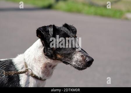 Hund Rasse glattes Haar Fuchs-Terrier einer weißen Farbe mit schwarzen Flecken nass nach dem Baden, Porträt Stockfoto