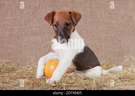 Kleiner Welpe der Rasse glatt-haarige Fuchs-Terrier von einer weißen Farbe Mit roten Flecken packte einen gelben leckeren Apfel mit seiner Pfoten Stockfoto