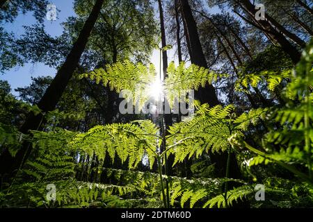 Englischer Wald mit Nahaufnahme von Bracken Farn Blatt beleuchtet Bei Sonnenaufgang Stockfoto