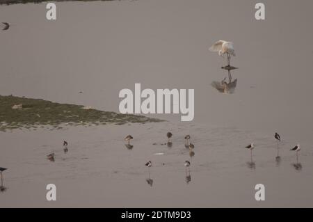Östliche Reiher Ardea alba modea und Watvögel. Yamuna River. Agra. Uttar Pradesh. Indien. Stockfoto