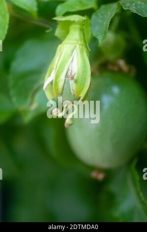 Junge, kleine, grüne, unreife Früchte eines Passiflora Rebe Stockfoto