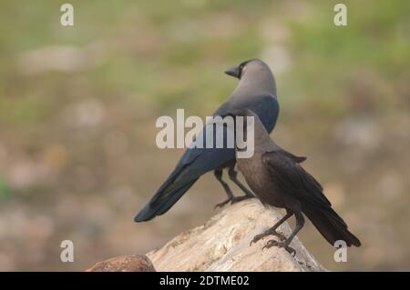 Haus kräht Corvus splendens auf einem Felsen. Yamuna River. Agra. Uttar Pradesh. Indien. Stockfoto