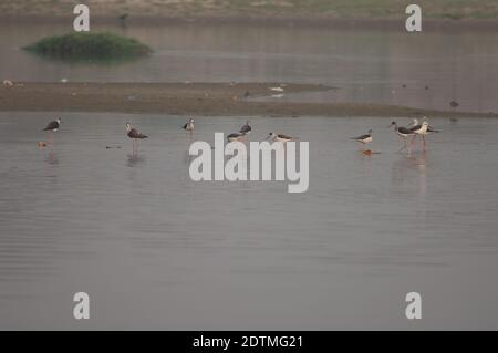 Schwarzflügelstelzen Himantopus himantopus im Yamuna River. Agra. Uttar Pradesh. Indien. Stockfoto