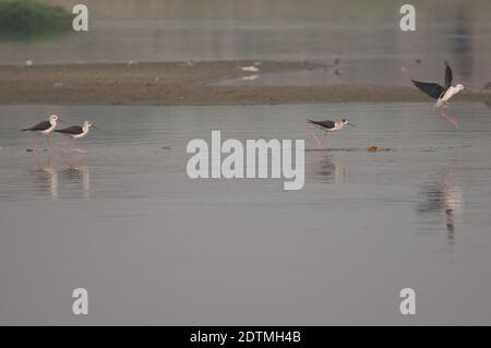 Schwarzflügelstelzen Himantopus himantopus im Yamuna River. Agra. Uttar Pradesh. Indien. Stockfoto