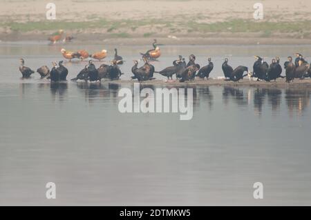 Große Kormorane Phalacrocorax carbo im Yamuna River. Agra. Uttar Pradesh. Indien. Stockfoto