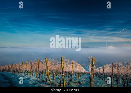 Eine schöne Aufnahme eines Weinbergs im Winter, Nebel und strahlend blauer Himmel im Hintergrund Stockfoto