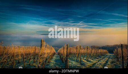 Ein landschaftlich schön frostbedeckter Weinberg mit Nebel und strahlendem Himmel Der Hintergrund Stockfoto