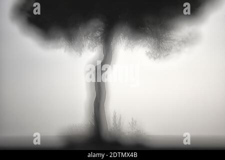 Kiefer im hinterleuchteten bei Sonnenaufgang im Naturpark von villafafila, Xamora, Land der Felder, cerealista Estepa, Villafafila, Zamora, Spanien Stockfoto