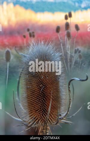 Wilder Teelöffel, Dipsacus fullonum, la cardencha, Bano de Venus, Cuenca, Spanien Stockfoto