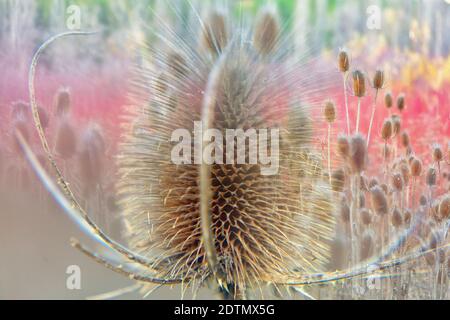 Wilder Teelöffel, Dipsacus fullonum, la cardencha, Bano de Venus, Cuenca, Spanien Stockfoto