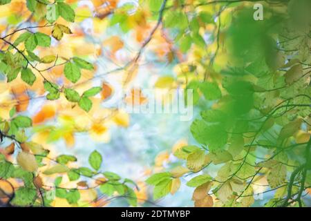 Herbst in einem Buchenwald im Naturpark Dehesa del Moncayo, Saragossa, Navarra, Spanien Stockfoto