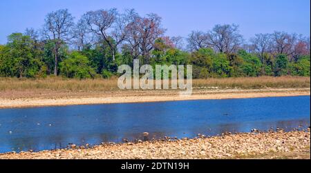 Flusswald und Fluss, Feuchtgebiete, Royal Bardia National Park, Bardiya National Park, Nepal, Asien Stockfoto