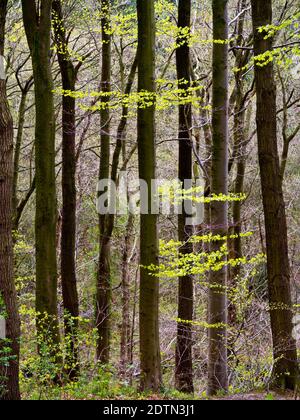 Bäume im Wald im frühen Frühjahr mit neuen Blättern beginnen, auf den Zweigen zu wachsen. Stockfoto