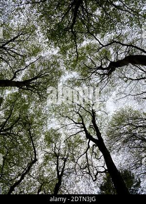 Blick nach oben auf Bäume im Wald in Richtung Himmel mit neuen Blättern beginnen zu wachsen im frühen Frühjahr. Stockfoto