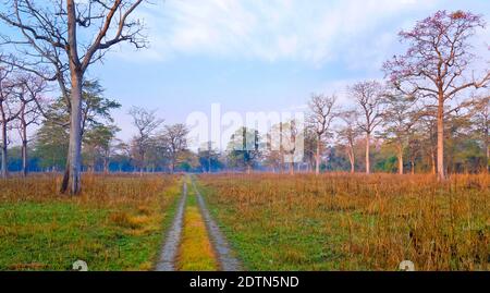 Grasland und Wald, Royal Bardia National Park, Bardiya National Park, Nepal, Asien Stockfoto