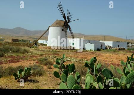 Spanien, Kanarische Inseln, Fuerteventura, Windmühle und Kakteen in LLano de la Konzeption, Stockfoto