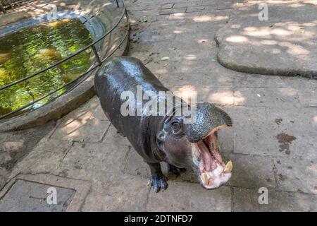 Ein Nilpferd in einem Zoo in Sri Lanka Stockfoto