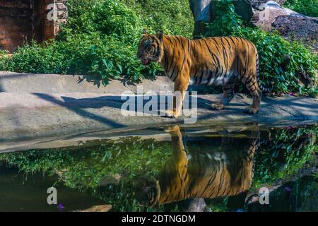 Ein bengalischer Tiger in einem Zoo in Sri Lanka Stockfoto