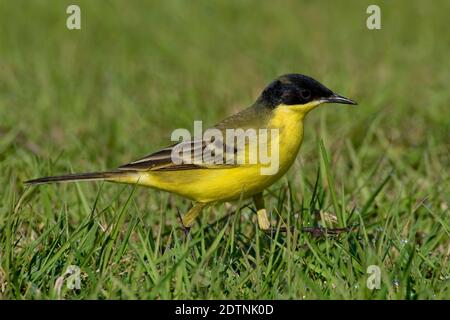 Cutrettola capinera; Schwarz - vorangegangen Bachstelze, Motacilla flava Felde Stockfoto