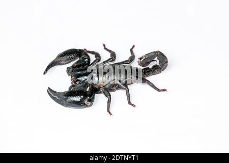 Schwarzer Skorpion isoliert auf weißem Hintergrund; giftige Tiere ohne Rückgrat. Stockfoto