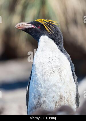 Makkaroni-Pinguin (Eudytes chrysolophus) in der Kolonie der südlichen Rockhopper Pinguine (Eudytes chrysocome) auf den Falkland-Inseln, Bleaker Island. Maca Stockfoto