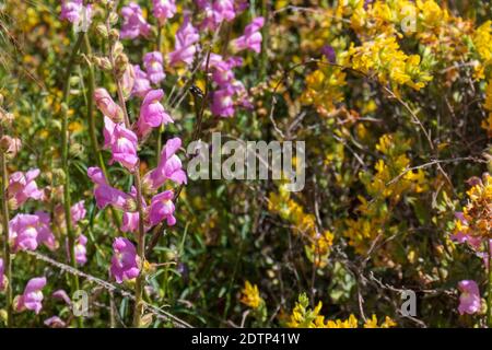 Antirrhinum majus, große snapdragon-Pflanze in Blüte Stockfoto