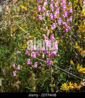 Antirrhinum majus, große snapdragon-Pflanze in Blüte Stockfoto