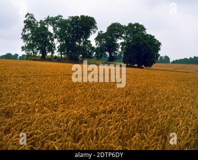 Profilansicht S von Windmill Tump Long Barrow, Rodmartin, Gloucestershire, England, UK: Ein neolithisches Kammergrab ausgerichtet E-W. Stockfoto