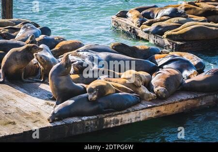 Kalifornische Seelöwen sonnen sich auf der hölzernen Plattform am Pier 39 in San Francisco Stockfoto