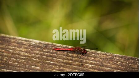 Rote Libelle, die auf dem Ast ruht Stockfoto