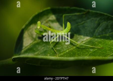 Makro-selektives Fokusbild einer Gottesanbeterin auf Grün Blatt Stockfoto