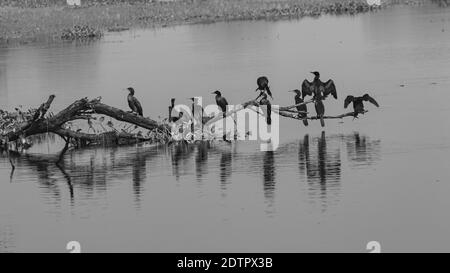 Orientalische Darter Vögel auch als indische Darter siting in einem Baum Zweig mit ihrer Reflexion auf Wasser fallen bei Bharatpur Vogelschutzgebiet Stockfoto