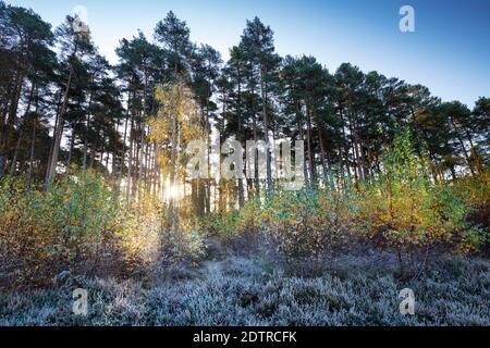 Schotten Kiefer und Silber Birken mit Herbstblättern in hinterleuchtetem Sonnenlicht mit morgendlichen Frost, Newtown Common, Burghclere, Hampshire, England, UK Stockfoto